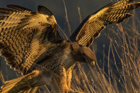 Young Red-Tailed Hawk