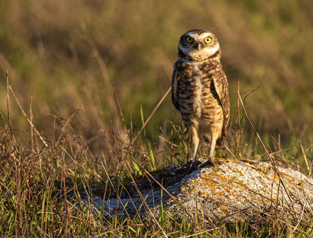 Burrowing Owl
© Nick Fain