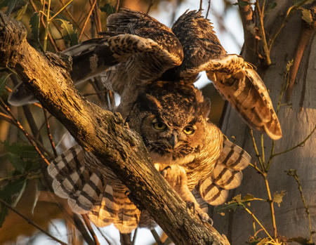 Great Horned Owl
© Nick Fain