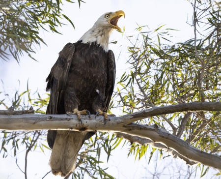 Bald Eagle