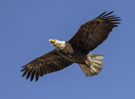 Bald Eagle