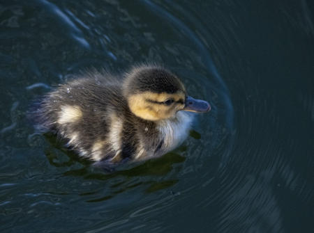 Newborn Duckling