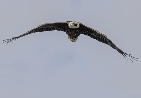 Bald Eagle