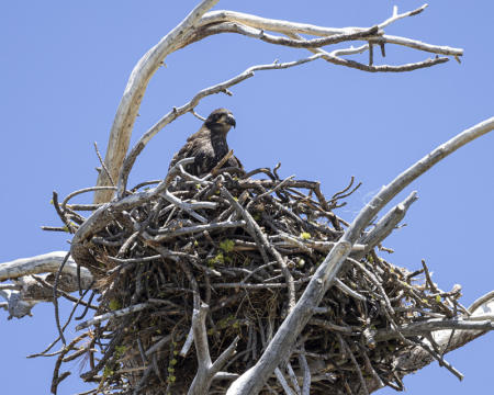 Juvenile Bald Eagle