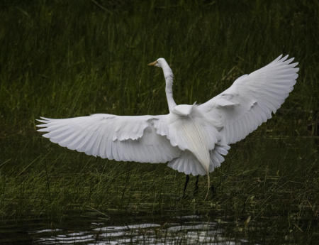 Egret