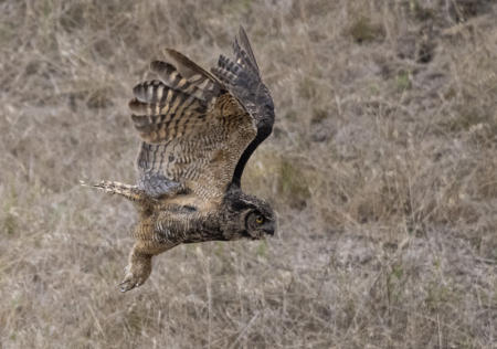 Great Horned Owl Flight