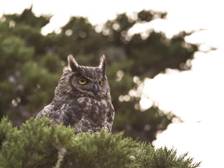 Great Horned Owl
© Nick Fain