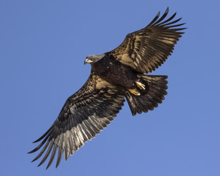 Juvenile Bald Eagle
