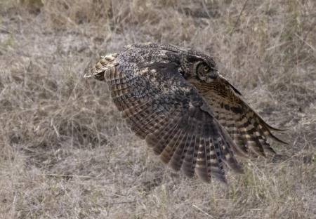 Young Red-Tailed Hawk