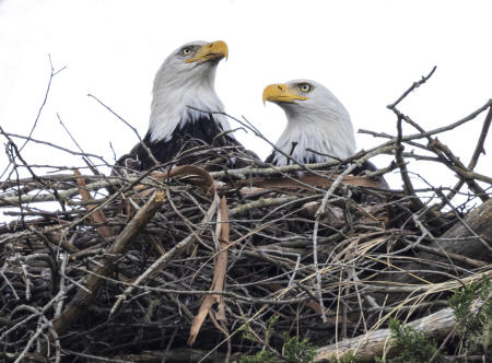 Bald Eagle