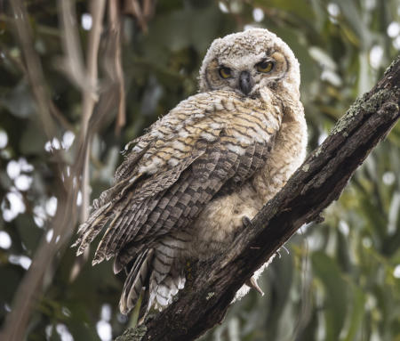 Great Horned Owlet
© Nick Fain