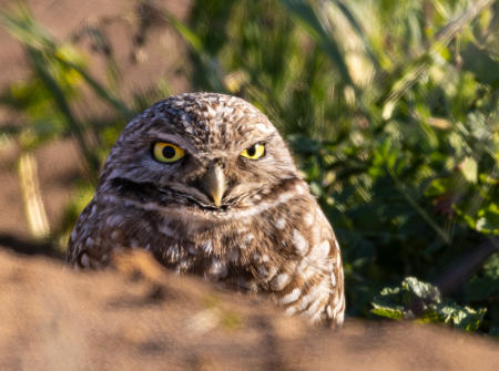 Burrowing Owl with Furrowed Brow
