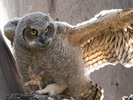 Great Horned Owlet
© Nick Fain