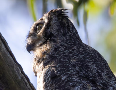 Great Horned Owl
© Nick Fain