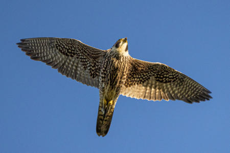 Kestrel
