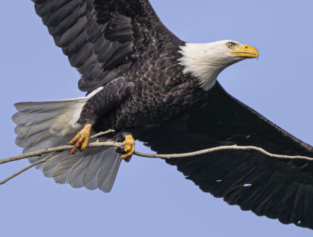 Bald Eagle