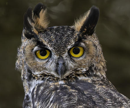 Great Horned Owl
© Nick Fain