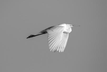 Great_Egret_Flight_Good_5507-ADB-NR-C-BW
