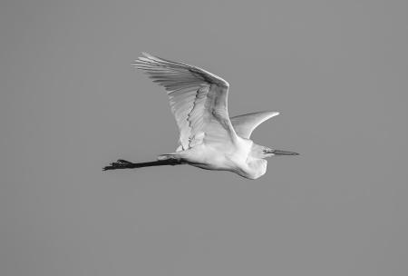 Great_Egret_Flight_Good_5501-ADB-NR-C-BW