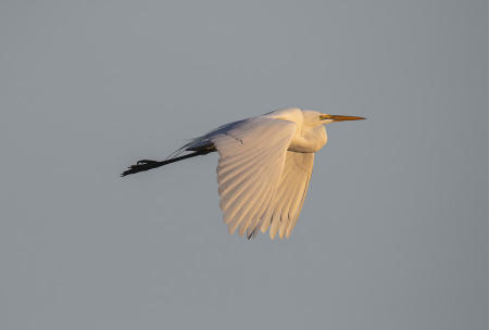 Great_Egret_Flight_Good_5507-ADB-NR-C