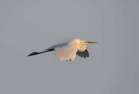 Great_Egret_Flight_Good_5506-ADB-NR-C