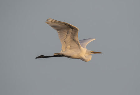 Great_Egret_Flight_Good_5501-ADB-NR-C