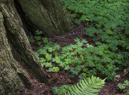 Redwood_Sorrel_Fern_Etc_9788-ADB-NR_V2-C
