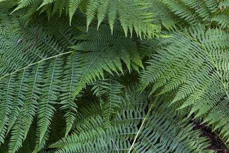 Ferns_9714-ADB-NR_V2