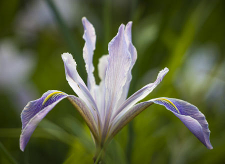 IRIS_FLower_ECU_2388-ADB-NR-V2-2025-C
