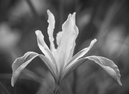 IRIS_FLower_ECU_2388-ADB-NR-V2-2025-C-BW